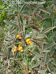 Image result for Cajanus