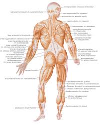 Den brede rygmuskel, overarme og skuldre. Back Album On Imgur