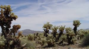 How to remove cactus spines (including ones stuck in your throat). Holiday Hiker S Guide To Cholla