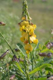 Image result for Crotalaria subcapitata