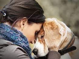 Why Are Dogs So Loyal The Scientific Explanation All Things Dogs