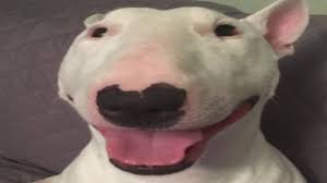 The reason why you come to our site. Nelson The Bull Terrier Walter Know Your Meme