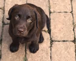 Looking for black labrador retriever puppies for sale? 25 Cute Labrador Retriever Puppies Pictures And Images