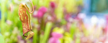 Learn how to put together a carnivorous plant bog garden with daniela from california carnivores! Carnivorous Horticulture Magazine