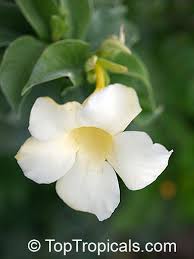 Image result for Allamanda