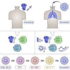 We did not find results for: Impact Of Sars Cov 2 Variants On The Total Cd4 And Cd8 T Cell Reactivity In Infected Or Vaccinated Individuals Sciencedirect