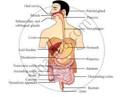 A Draw A Labelled Diagram Of The Human Digestive System With The Help Of This Diagram Describe The Process Of Digestion Of Food In Man Humans Science Shaalaa Com