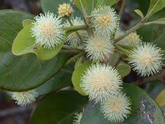 Image result for Cunoniaceae