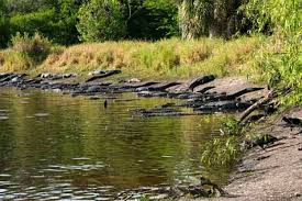 Myakka river state park is open.the myakka outpost concession is currently closed. Paddling With Gators In Florida S Myakka River State Park San Diego Reader