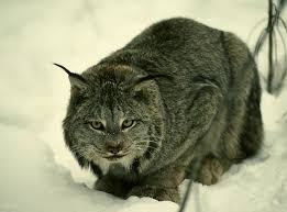 The unit for measurement is cwt that stands for 100. Adw Lynx Canadensis Information