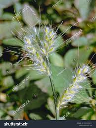 Image result for Oplismenus burmannii