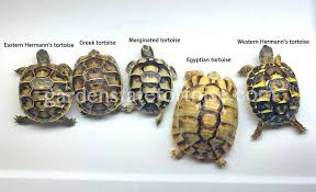 Which Baby Tortoise Do I Have A Pictorial Guide To