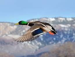 mallard canard colvert