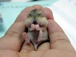 Tiny Animals Images 30 Pictures Of Pocket Sized Animals Can You Handle Cute Of This Baby Animals Pictures Cute Baby Animals Baby Animals Funny