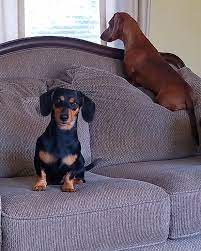 A dog is a man's best friend, and we believe treating them back same is all they deserve. Lucky Luciano S Mini Dachshunds Home