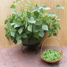 All beans can be grouped into one of two categories depending on how they grow. Best Green Beans To Grow In Containers Brown Thumb Mama