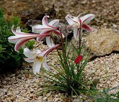 Image result for Lilium formosanum