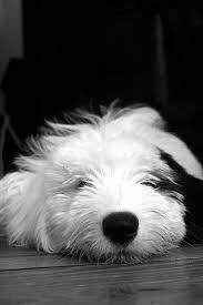 Black And White Old English Sheepdog Puppy Westie All Nose Baby Dogs Old English Sheepdog Dogs