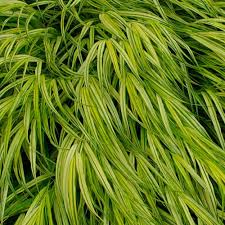 Image result for Microchloa afra