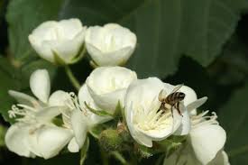 Image result for Dombeya acutangula