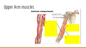 Learn more about their anatomy at kenhub! Upper Arm Muscles Anterior Compartment Diagram Quizlet