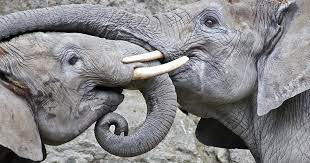 Do Elephants Have Souls The New Atlantis