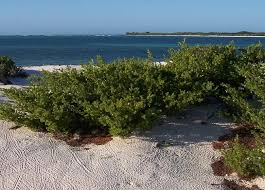 Wandering old town key west and losing yourself in all this natural beauty is one of the. Best Plants For The Florida Keys