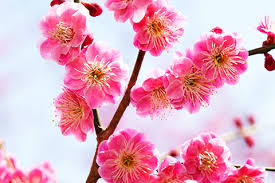 She says, working them in between your shrubs can help support them and also camouflage the foliage after the lilies. Oriental Garden