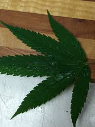 Other leaves had black spots. Shiny Spots On Leaves Growweedeasy Com Cannabis Growing Forum