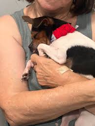 Atlas sleeps SO hard. Please show me all of your sleepy dogs 🥰