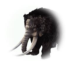 Baby Belladonna Elephant Bdo Codex