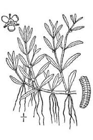 Image result for Elatinaceae