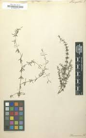 Image result for Pollichia campestris