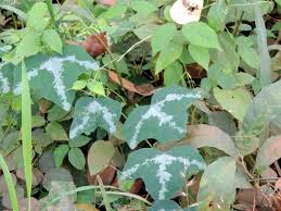 Image result for Adenia stolzii