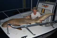 How To Fillet 200 Lb Shark Florida Go Fishing