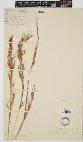 Image result for Hyparrhenia mobukensis