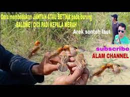 Pancingan suara pikat burung prenjak salome , cici padi , prenjak meong cobra indonesia studio download mp3. Cara Membedakan Burung Salome Atau Cici Padi Kepala Merah Jantan Atau Betina Burung Salome Cici Padi Youtube
