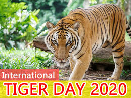 They also squeak, grunt, scream, and make several other sounds, thanks lions are the only big cats that live in groups, called prides. International Tiger Day 2020 Some Lesser Known And Interesting Facts About Tigers Boldsky Com