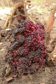 Image result for Sarcophyte piriei