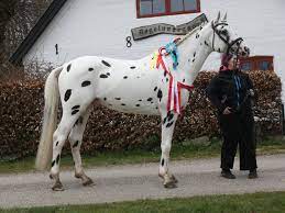 Thunder cloud* blk lp 1.58 m 1971 knabstrupper. Knabstrupper Hengste Stallions In Europe Facebook