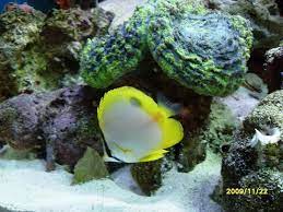 Pez Mariposa Que Come Ademas De Anemona Aiptasias Club Acuarios Marinos