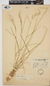 Image result for Aristida pilgeri