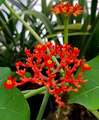 Image result for Jatropha podagrica