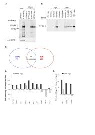 Dna mutation of a gene can affect the regulation or makeup of proteins that control gene activities in a variety of ways. Boris Ctcfl Is An Rna Binding Protein That Associates With Polysomes Bmc Molecular And Cell Biology Full Text
