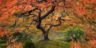Master photographer peter lik has spent over 35 years pushing the boundaries of fine art. Peter Lik Canada Peter Lik Style Prints In Canada Fine Art Photography Prints For Sale Bryce Mironuck Nature Photography