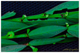 Image result for Phyllanthus ovalifolius