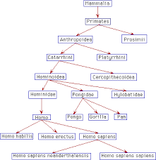 Rare Homo Sapiens Taxonomy Chart 2019