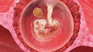 Svangerskapsdiabetes er en mild form for diabetes som oppstår under svangerskapet. 7 Uker Gravid Babyverden No