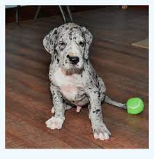 Posted on november 27, 2019 (december 22, 2019) by puppies.info. Great Dane Puppies Smackdown Dog Breed