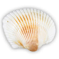 Source high quality products in hundreds of categories wholesale direct from china. Spot Sell Seashells Conch Shells Micro Landscape Decoration Decorations Buy Spot Sell Seashells Conch Shells Micro Landscape Decoration Decorations Natural Shell Product On Alibaba Com